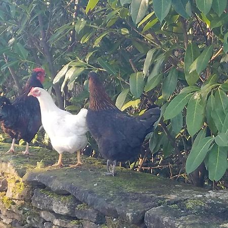Characterful Cotswold Cottage サイレンセスター エクステリア 写真